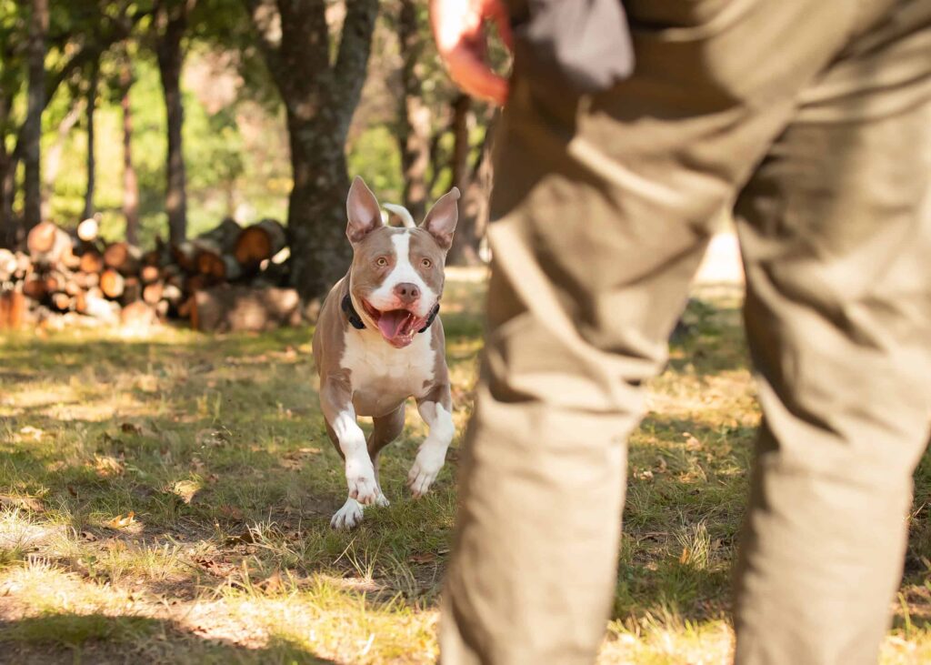Dog Training Customer Service