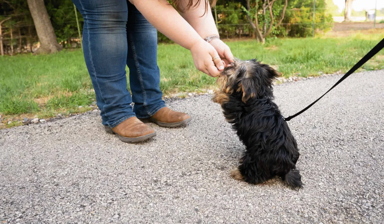Puppy Training Program