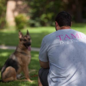 5 Tips for Bringing Home a New Dog