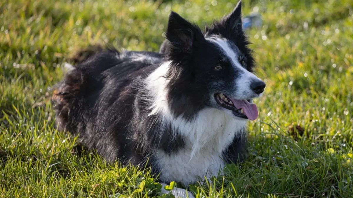 Australian Shepherd (1)