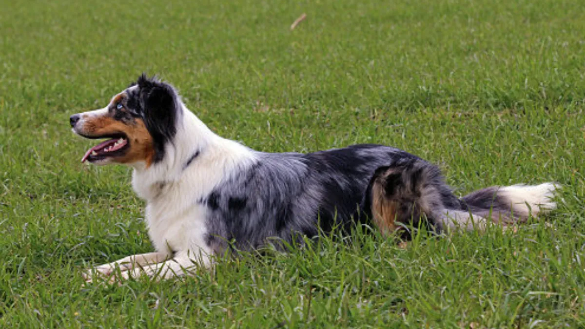 Australian Shepherd