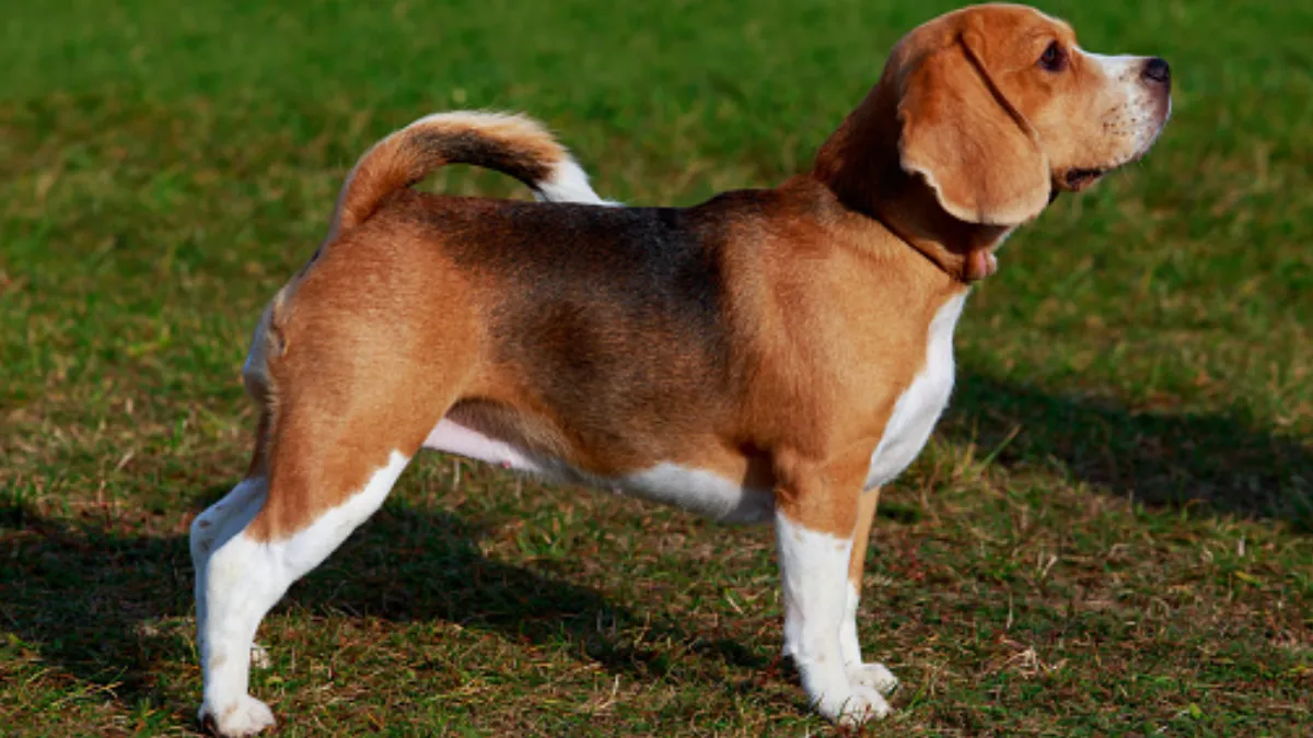 Beagle (1)
