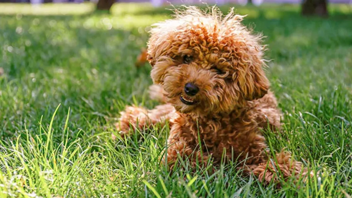 Doodle Dog (1)