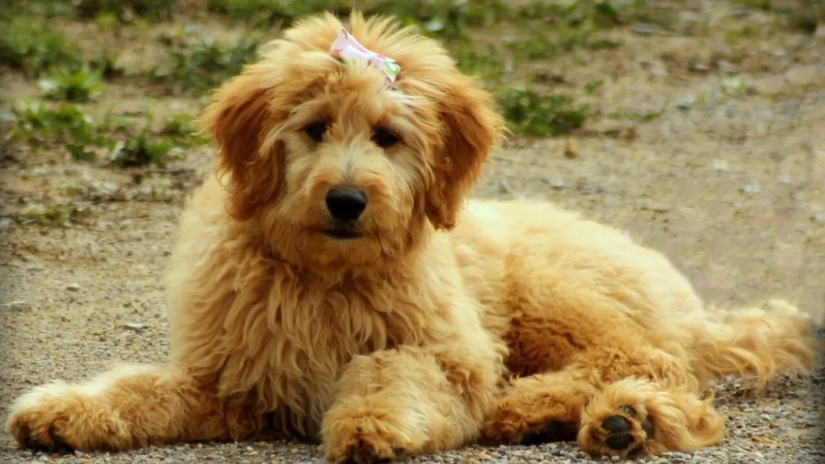 Doodle Dog