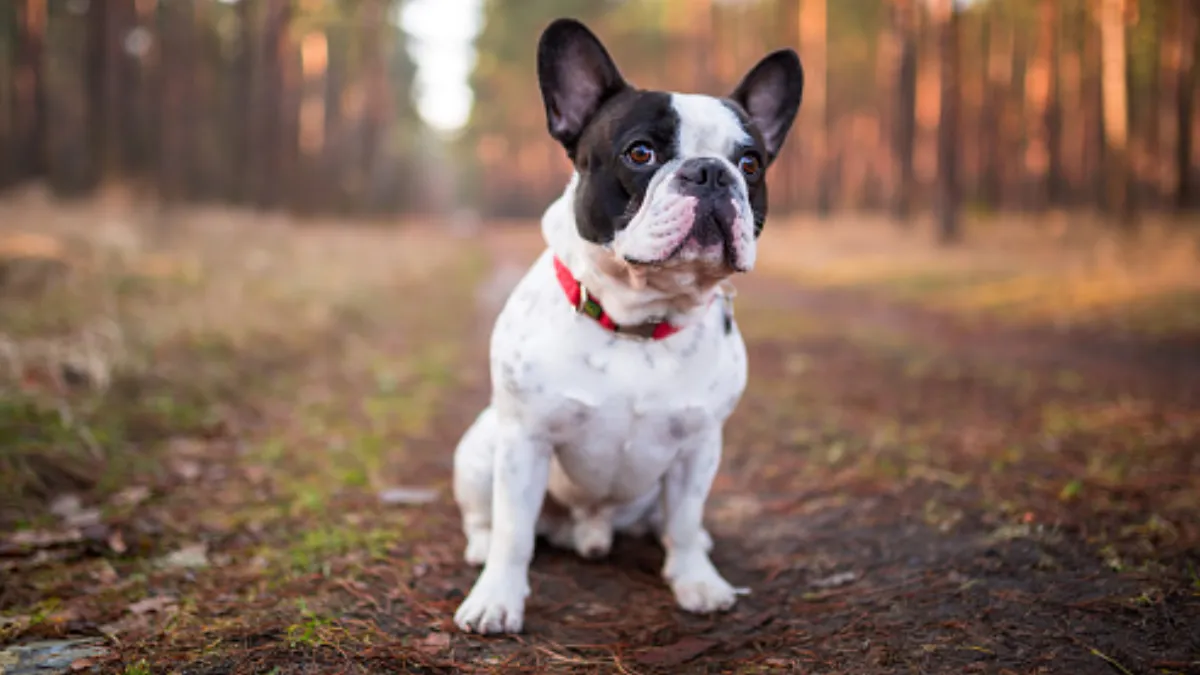 French Bulldog (1)