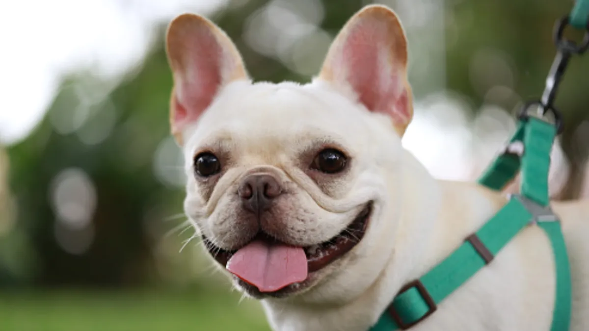 French Bulldog