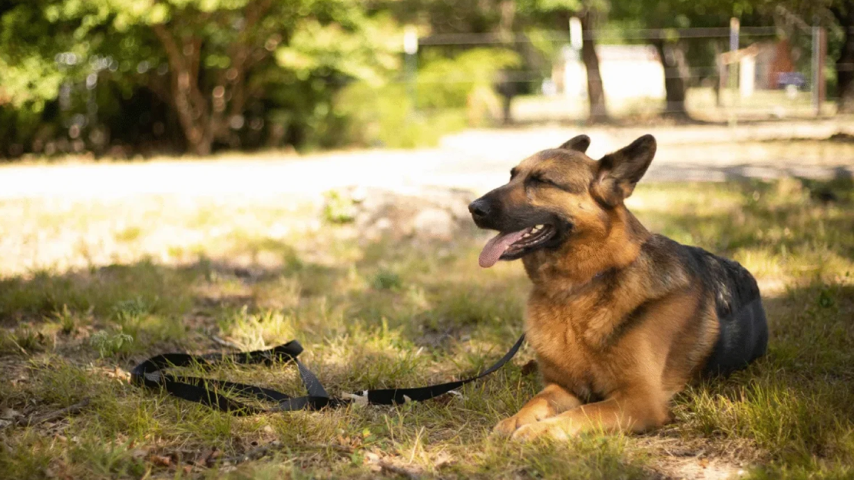German Shepherd (1)