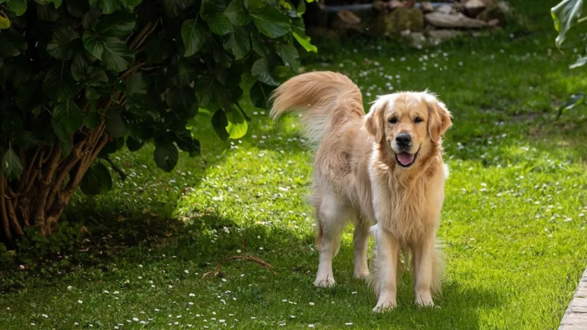 Golden Retriever (1)