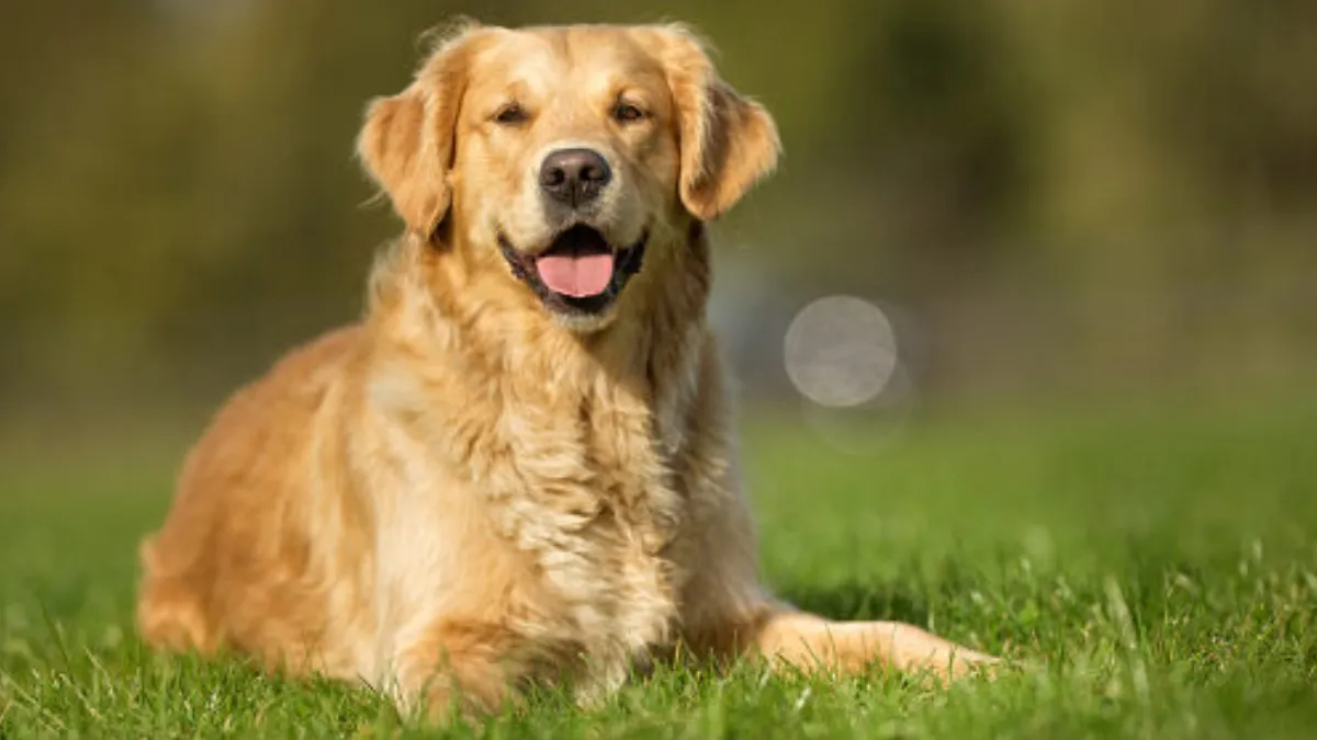 Golden Retriever