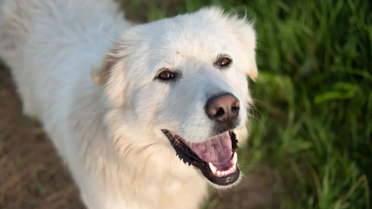 Great Pyrenees (1)