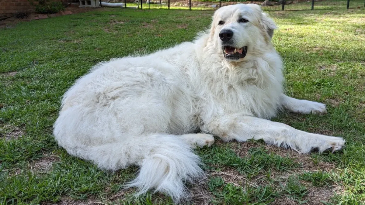 Great Pyrenees