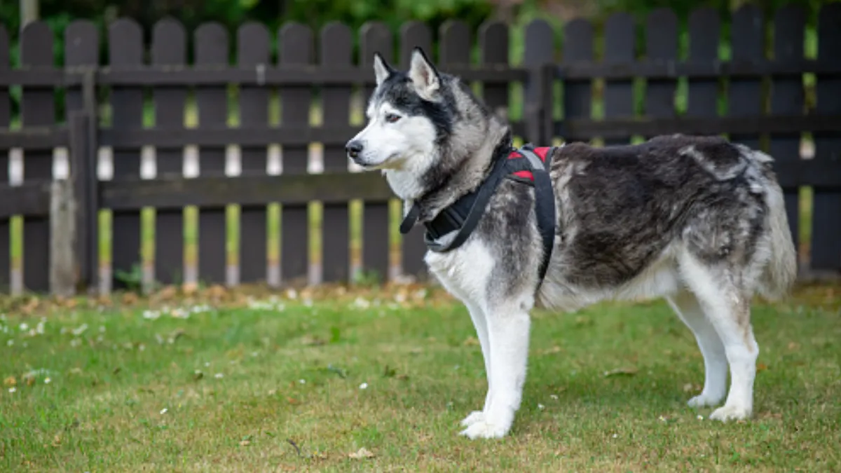 Husky (1)