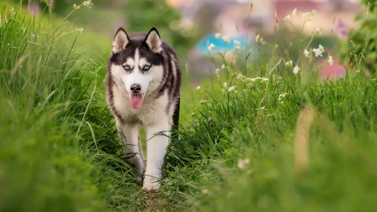 Husky