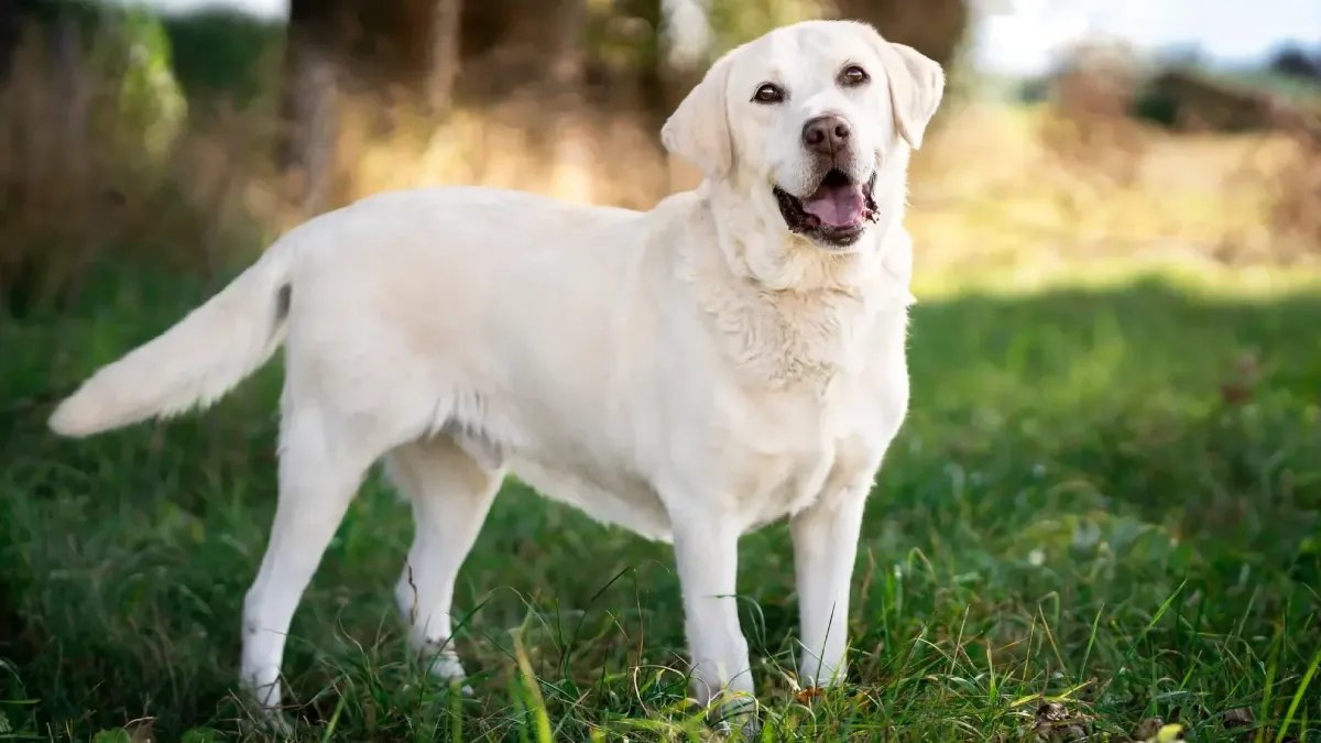 Labrador Retriever (1)