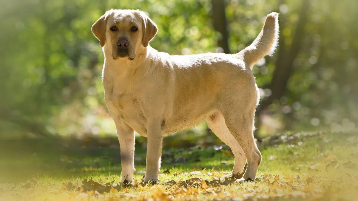 Labrador Retriever