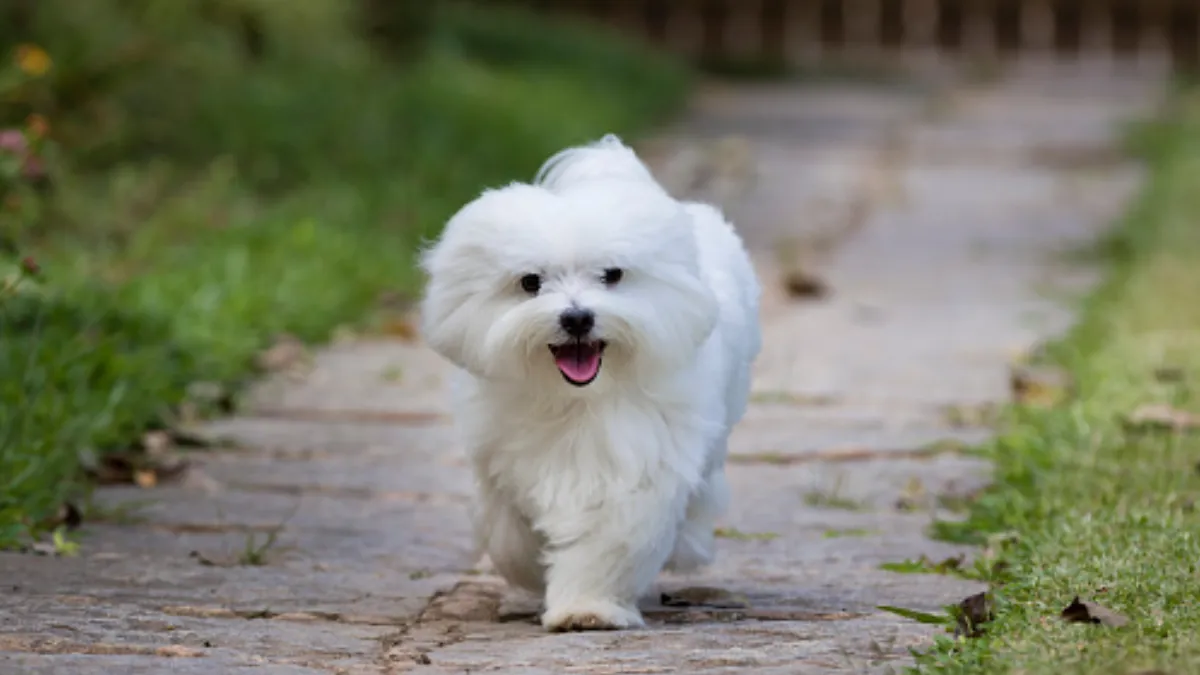 Maltese (1)