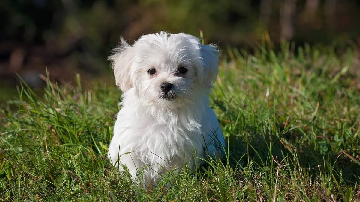Maltese