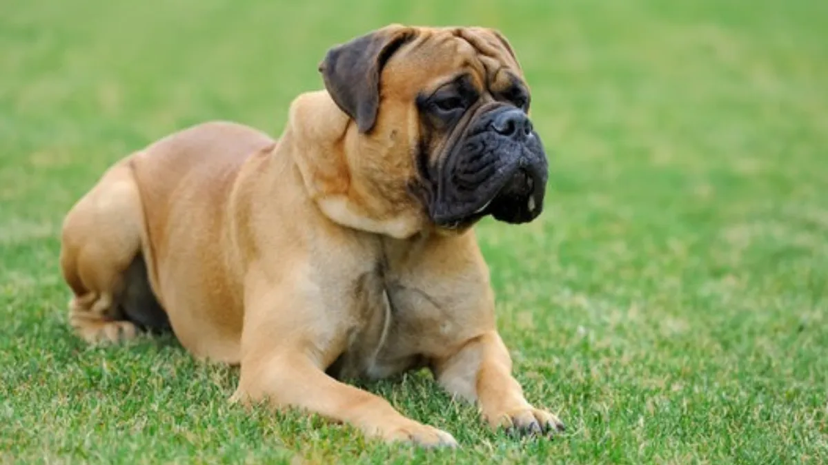 Mastiff (1)