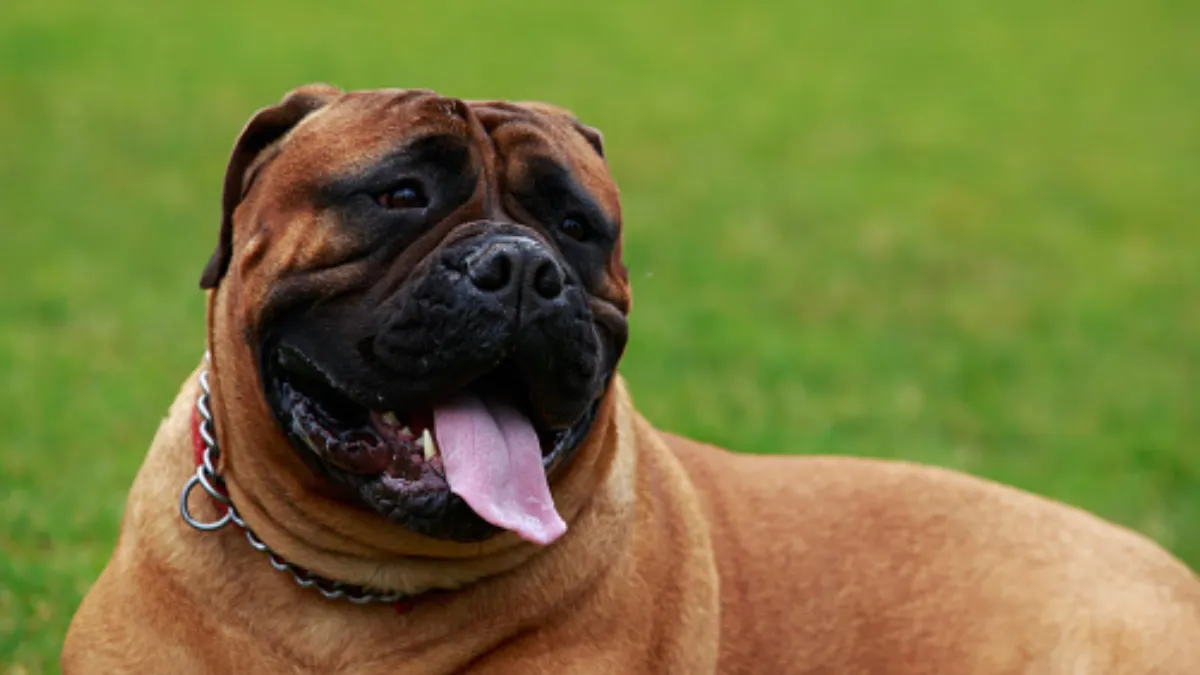 Mastiff