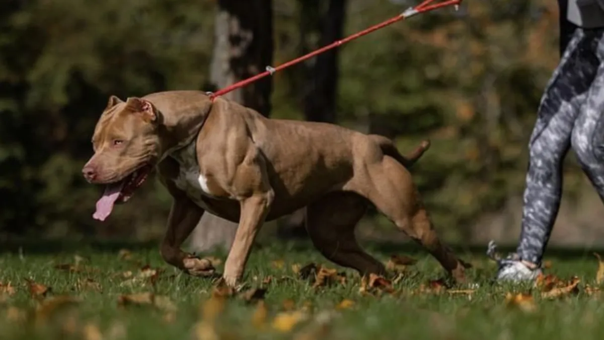 Pitbull (1)