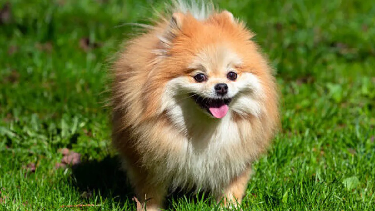 Pomeranian (1)
