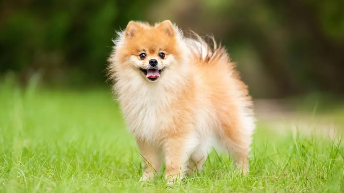 Pomeranian