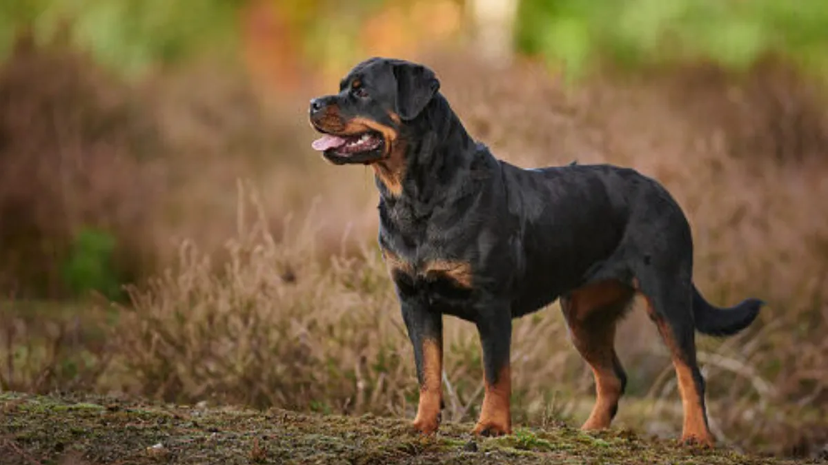 Rottweiler (1)
