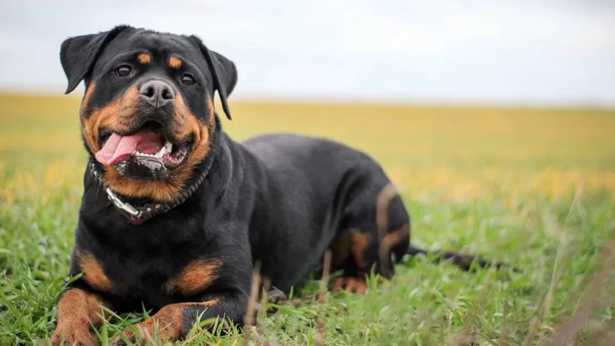 Rottweiler