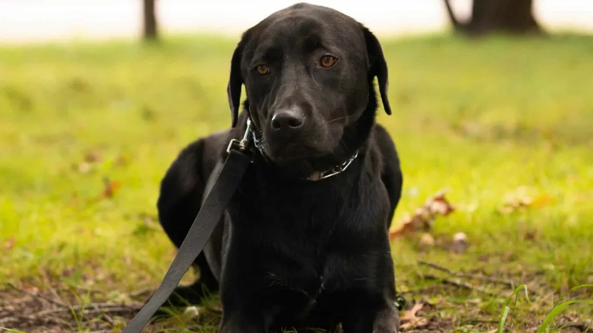 Service Dog Program
