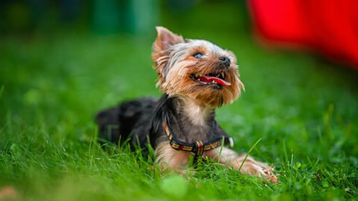 Yorkshire Terrier (1)