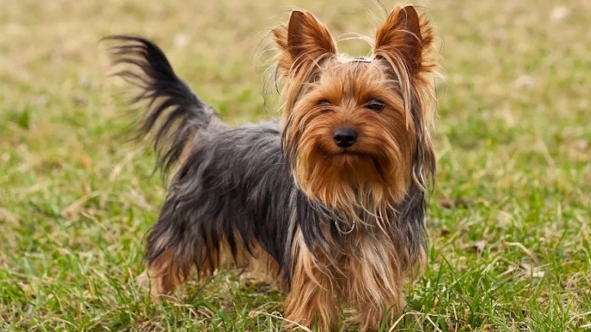 Yorkshire Terrier