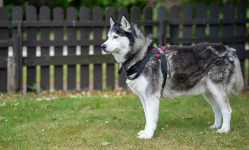 Husky Training