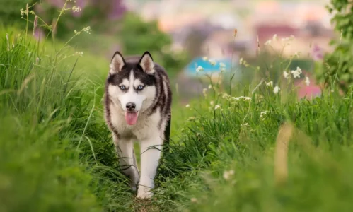 husky-02